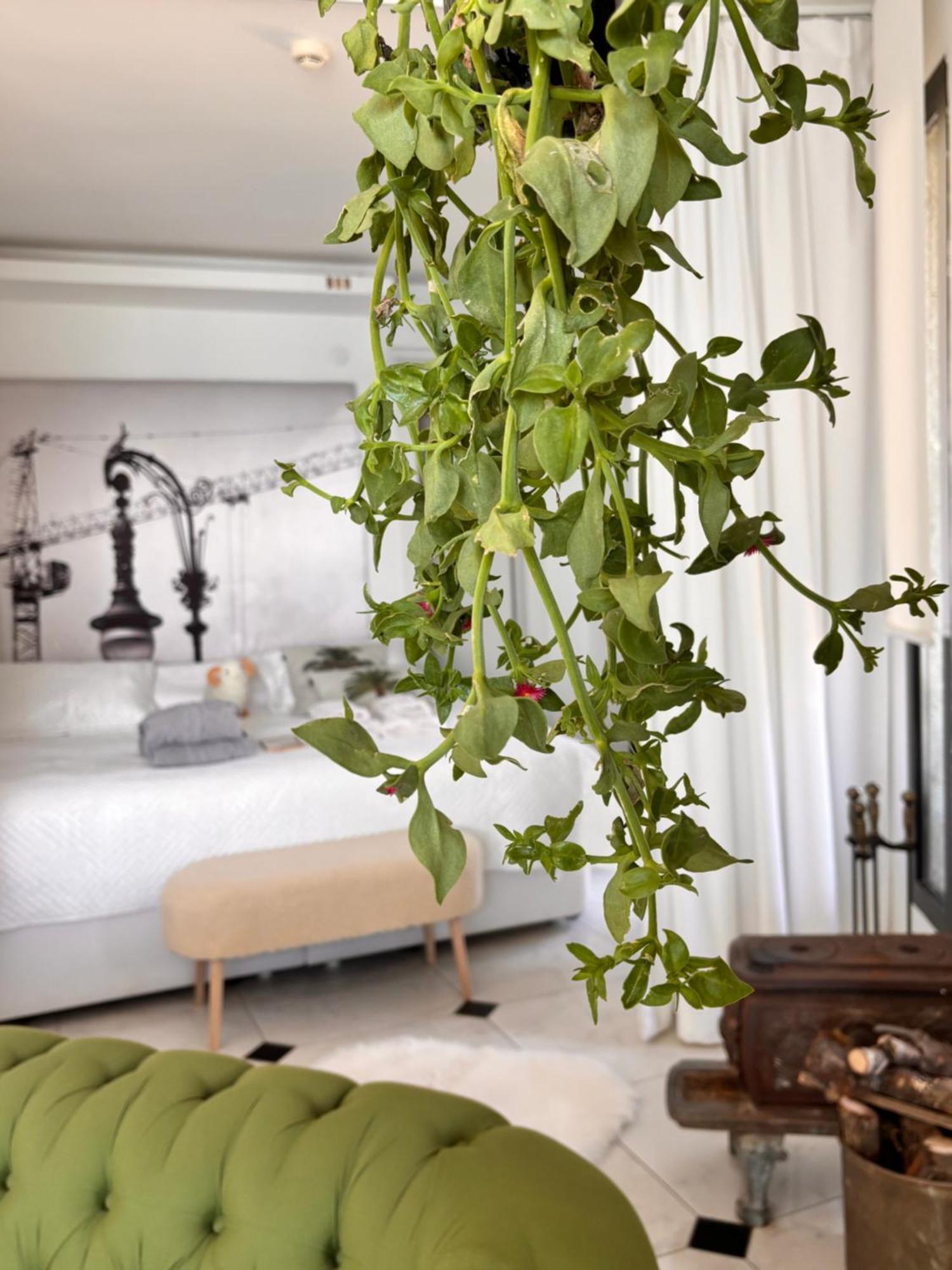 Sato Design Hotel (Adults Only) Cesme Phòng bức ảnh